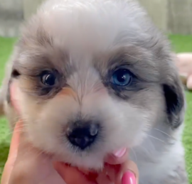 Aussiechon Puppies For Sale - Windy City Pups